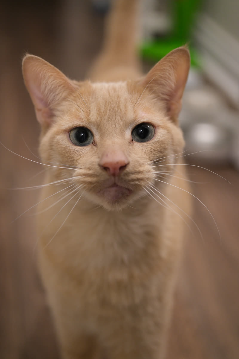Brick, a cream-coloured cat, staring straight into the camera.